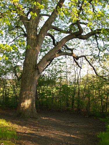 Big tree with swing (photo by Webmaster)