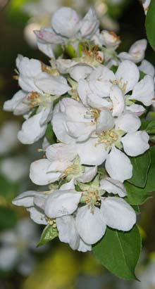 Flowering tree (photo by Webmaster)
