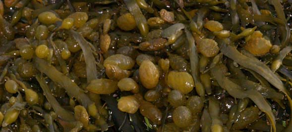 Seaweed (photo by Webmaster)