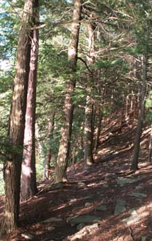 Trail (photo by Webmaster)