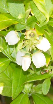 Blueberry shrub (photo by Webmaster)
