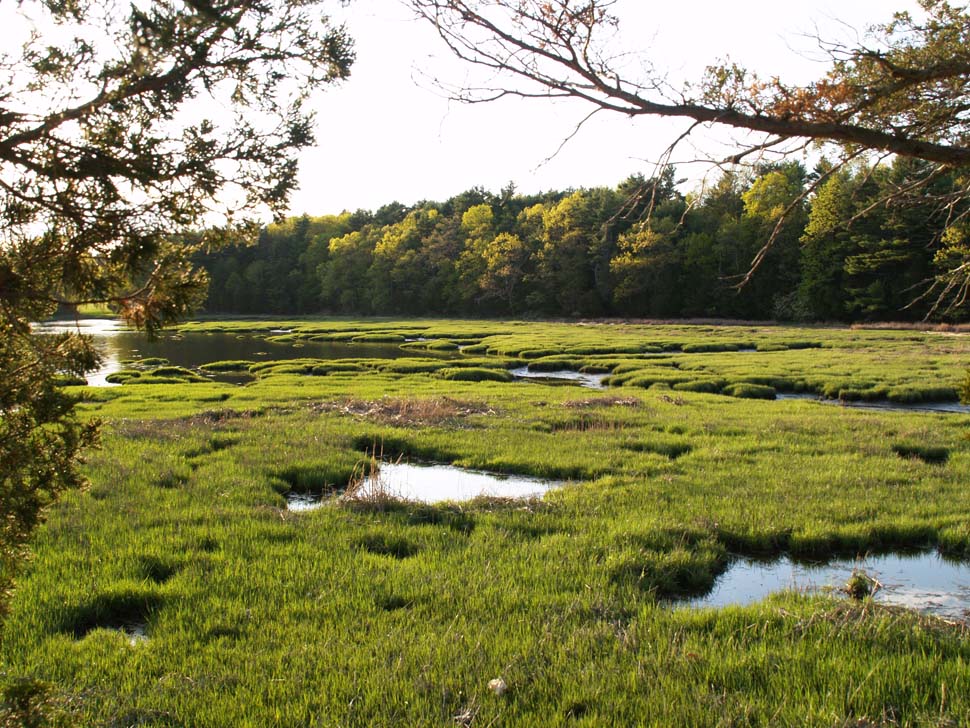 Marsh at Adams Point (photo by Webmaster)