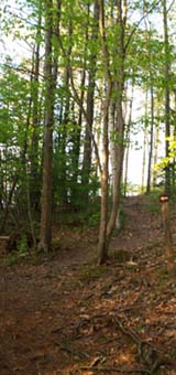 Trail with a small arrow sign pointing to a spur (photo by Webmaster)