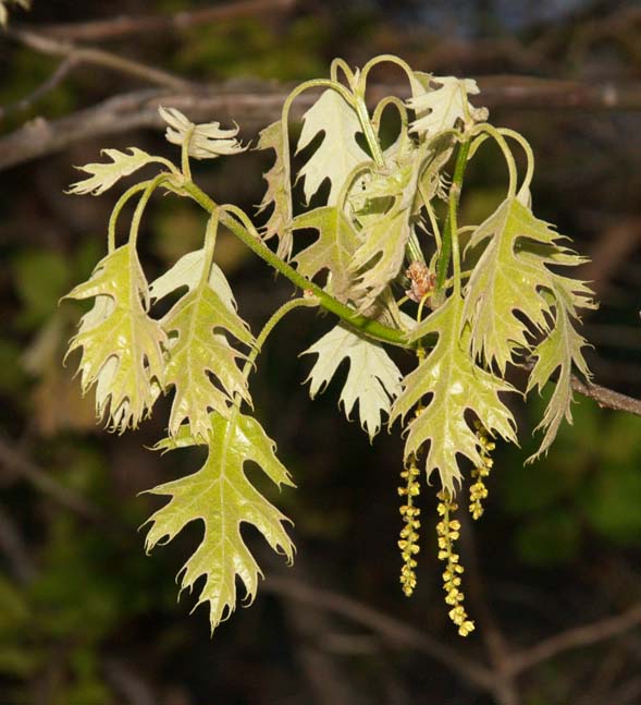 Young red oak leaves and catkins (photo by Webmaster)