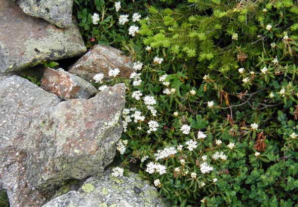 Alpine Garden (photo by James Horner)