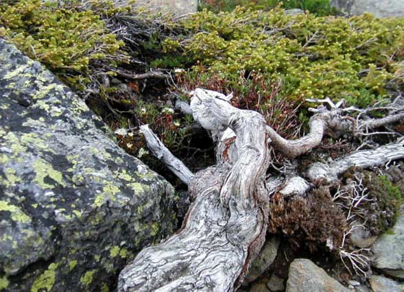 Alpine Garden (photo by James Horner)