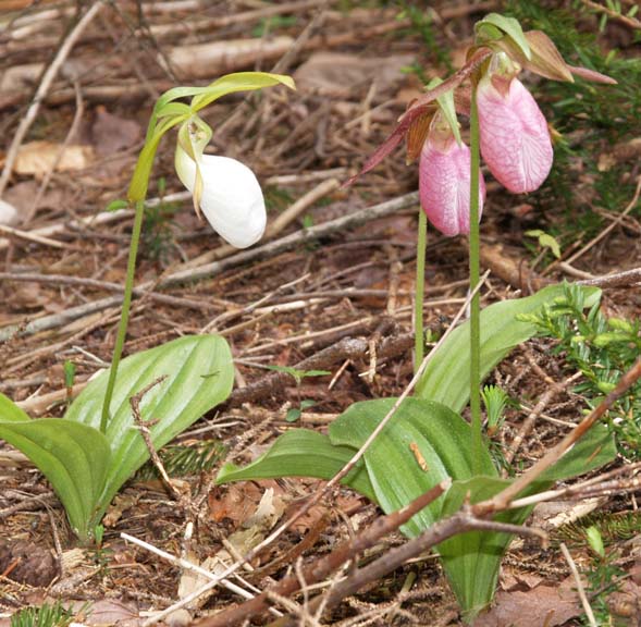 Pink lady's slippers &ndash; both white and pink colors (photo by Webmaster)
