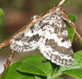 Moth (photo by Webmaster)