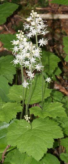 Foamflower (photo by Webmaster)