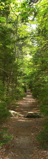 Valley Trail (photo by Webmaster)