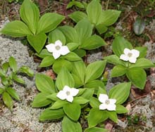 Bunchberry (photo by Webmaster)