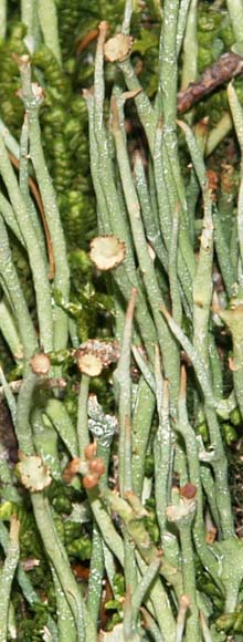 Lichen&ndash;photo greatly enlarged  (photo by Webmaster)