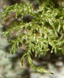 Moss that looks like tiny ferns&ndash;photo greatly enlarged (photo by Webmaster)