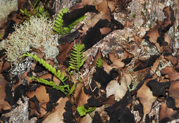 Lichen, rock tripe, and rock cap ferns on the side of a boulder (photo by Webmaster)
