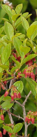 Black huckleberry blooms (photo by Webmaster)