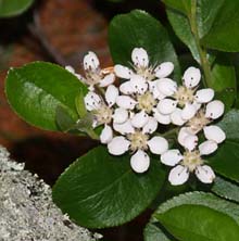 Chokeberry (photo by Webmaster)