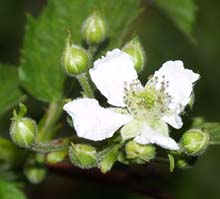 Black raspberry flower and buds (photo by Webmaster)