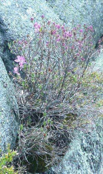 Rhodora growing on a boulder on Beech Mountain Trail (photo by Chip Lary)