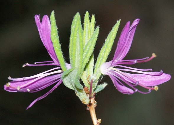 Rhodora bloom (photo by Webmaster)