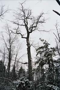 Nyssa sylvatica (black gum) (photo by Ben Kimball)