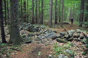 Old stone wall along the trail to the black gum swamp (photo by Ben Kimball)