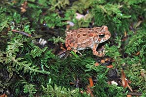 A variety of amphibians make use of the moist Sphagnum moss carpeting the floor of the swamp (photo by Ben Kimball)