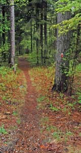 Start of the Ridge Trail at Fox State Forest (photo by Ben Kimball)