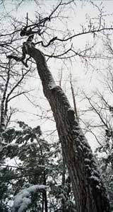 Nyssa sylvatica (black gum) (photo by Ben Kimball)