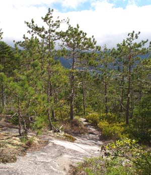 Red pines and trail on the eastern ledges (photo by Webmaster)