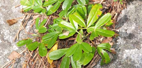 Three-toothed cinquefoil on the eastern ledges (photo by Webmaster)
