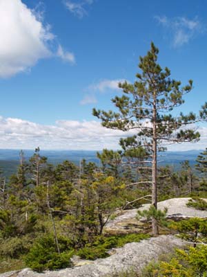 Red pine on western ledges (photo by Webmaster)