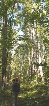 Trail running through a birch grove (photo by Webmaster)