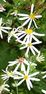 White wood aster (photo by Webmaster)