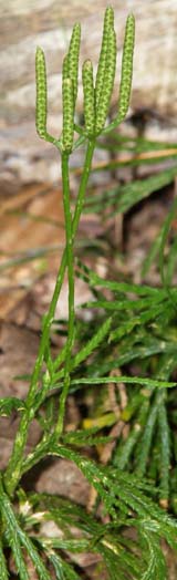 Fertile shoots of running cedar clubmoss (photo by Webmaster)
