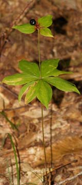 Indian cucumber root in fruit (photo by Webmaster)