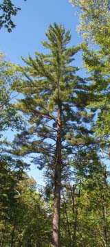 White pine (photo by Webmaster)