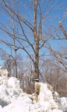 Arrow sign almost hidden by the snowbanks at the parking area (photo by Webmaster)