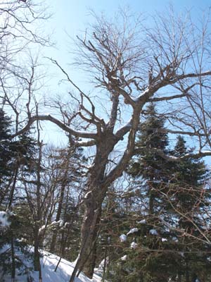 Tree (photo by Webmaster)
