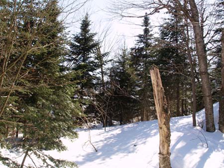 Woods (photo by Webmaster)