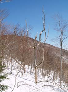 Bare tree shaped like a saguaro cactus with Carleton Mtn. in the background (photo by Webmaster)