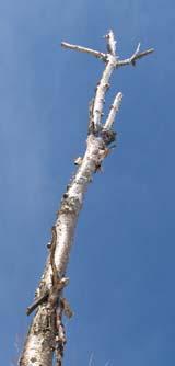 Birch snag (photo by Webmaster)