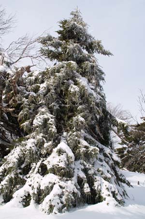 Conifer, laden with snow and icicles, on Carleton's summit (photo by Webmaster)