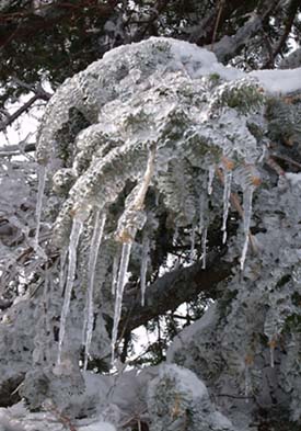 Frozen conifer branch with icicles (photo by Webmaster)