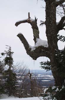 Tree branches shaped like a big clamp on Carleton's summit (photo by Webmaster)