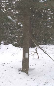 White Long Trail blaze on tree (photo by Webmaster)