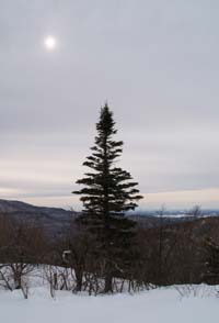 Conifer along the ridge area under a hazy sun (photo by Webmaster)