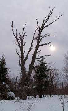 Tree and the hazy sun (photo by Webmaster)