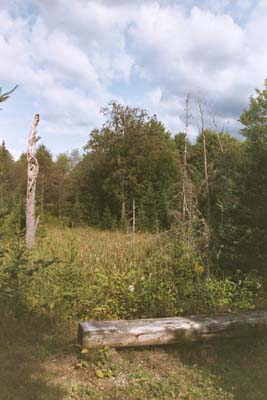 Wetlands along Wells River (photo by Webmaster)