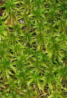 Sphagnum moss (photo by Webmaster)