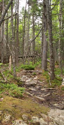 The trail leading from the parking lot to the coast (photo by Webmaster)